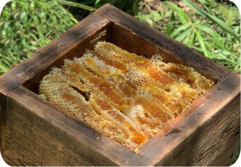 農業体験の画像