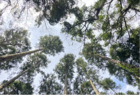 農業体験の画像