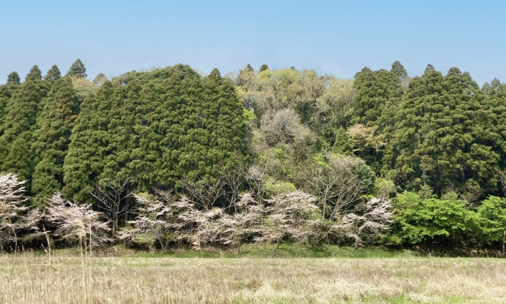 里山の風景